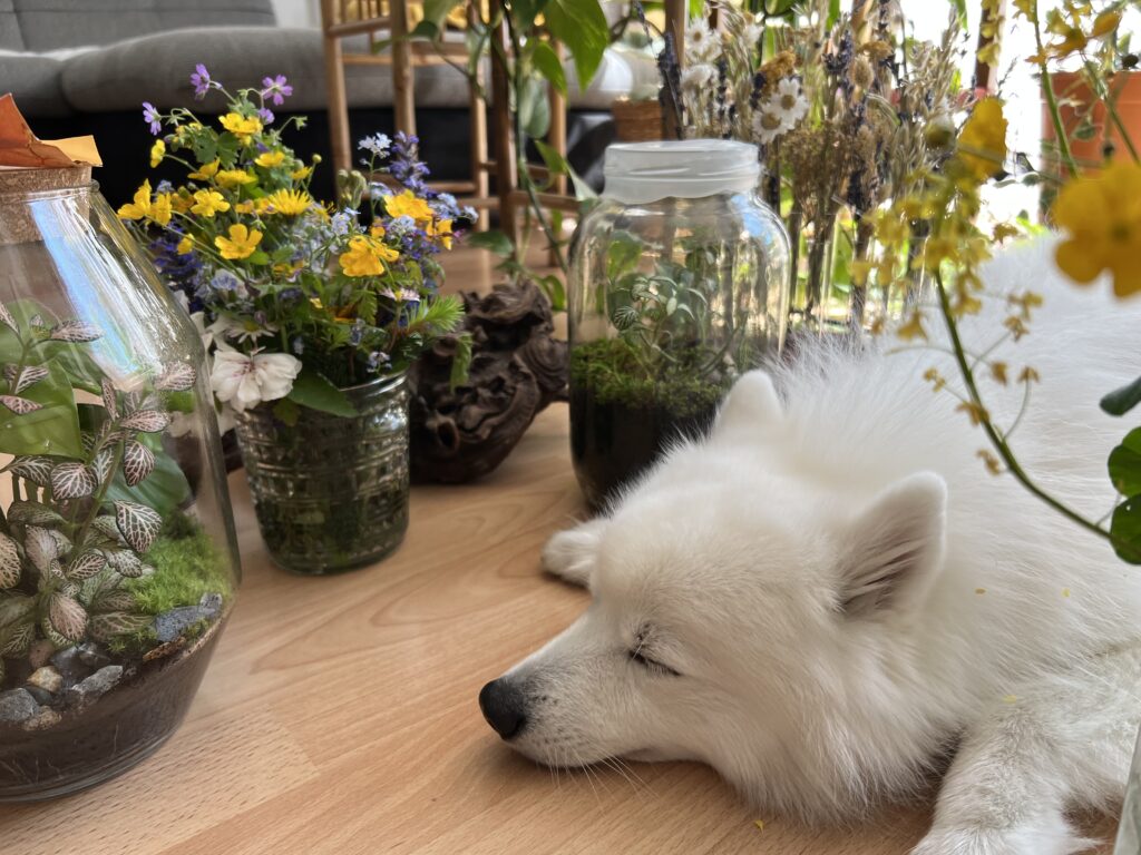 Japanspitz lying between plants